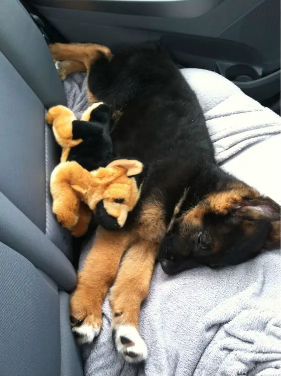 german shepherd puppy sleeping with a toy
