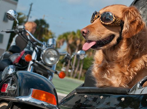 A Golden Retriever inside a car connected to the motorcycle while wearing goggles