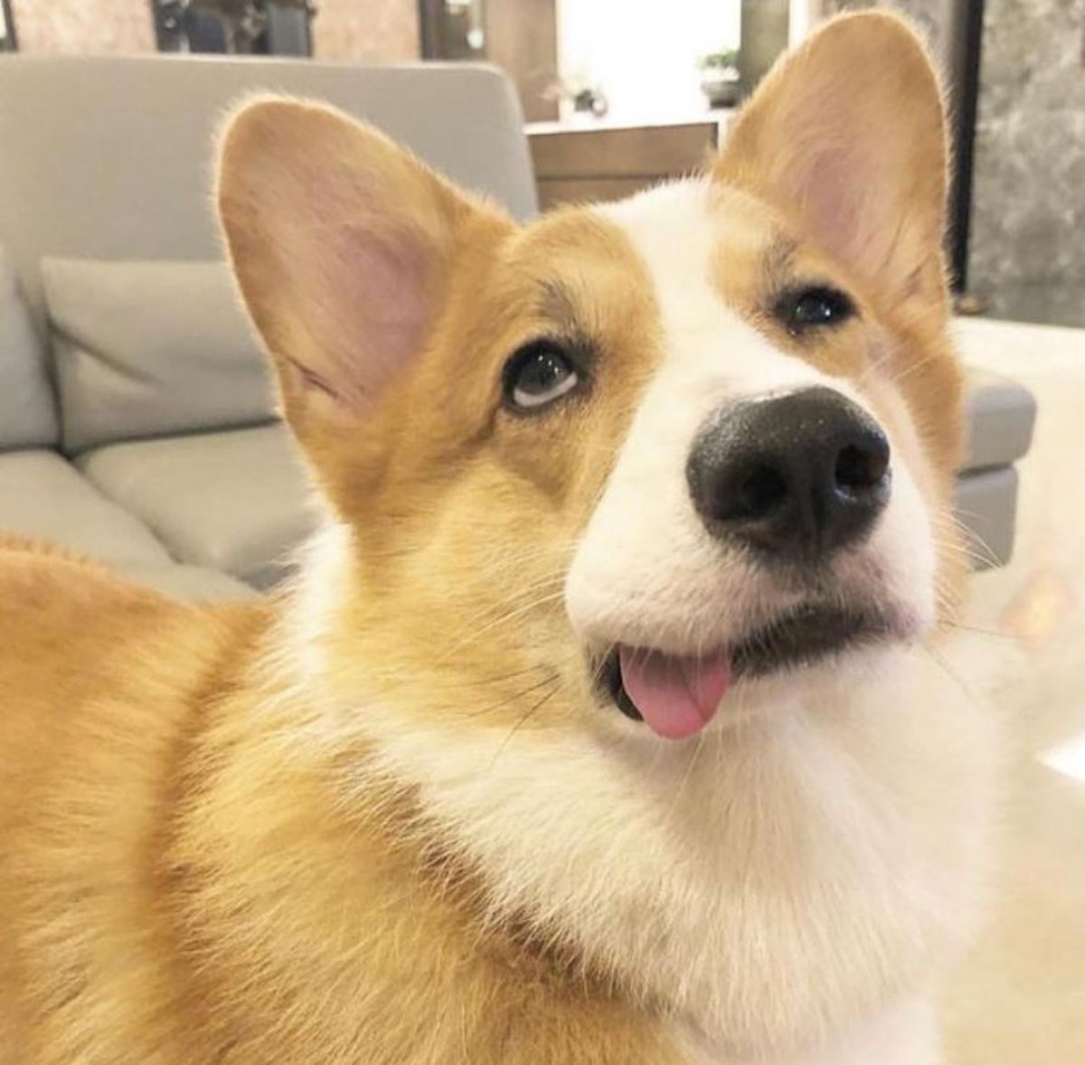 Corgi sticking its tongue out on the side of its mouth while looking up