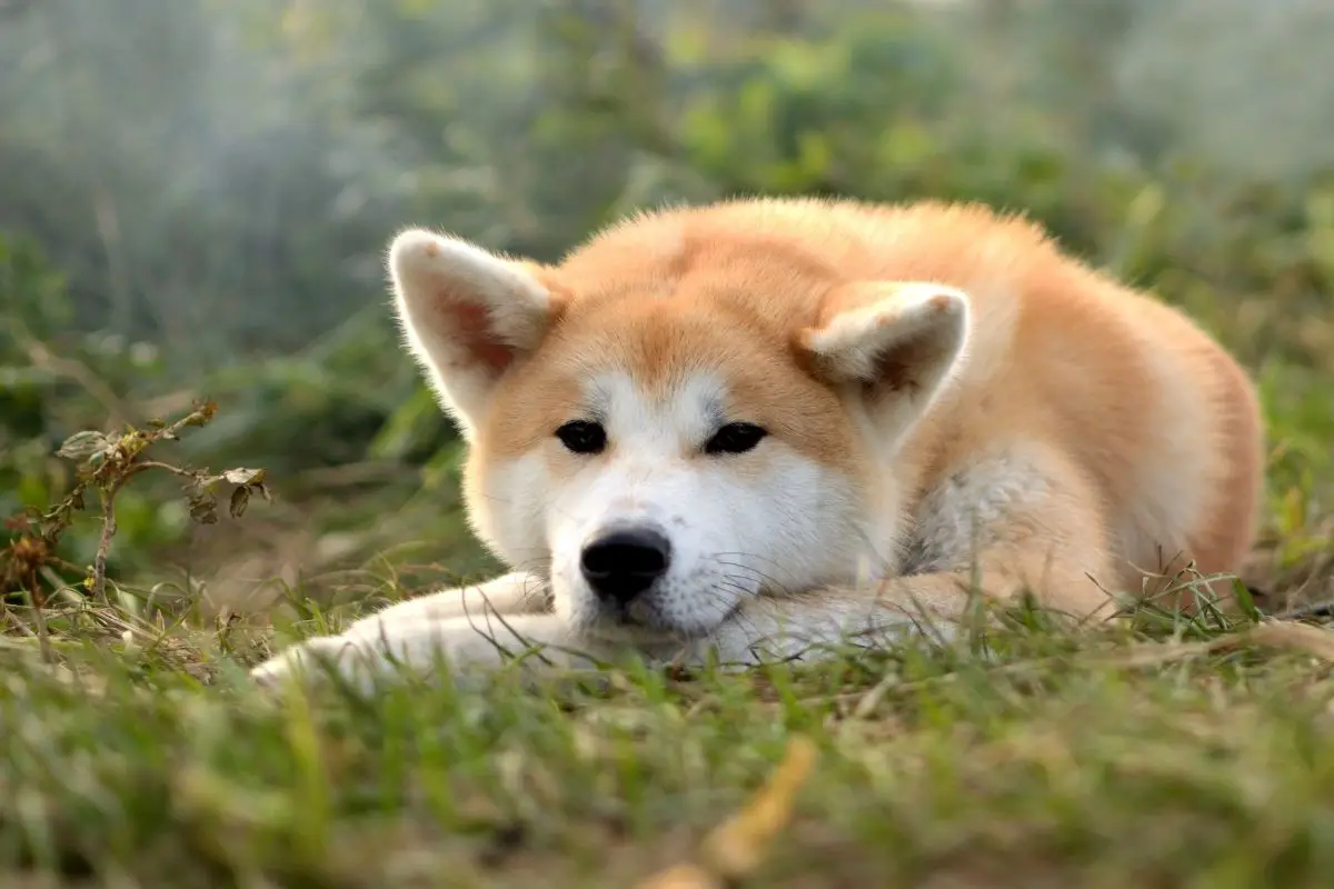  Akita Inu dog lying on the green grass