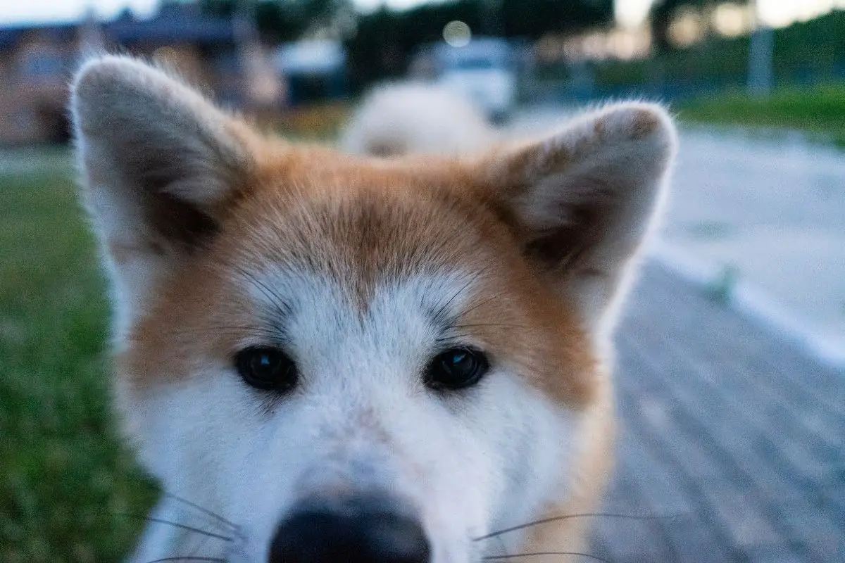 close up face of an Akita Inu dog taking a walk on the street