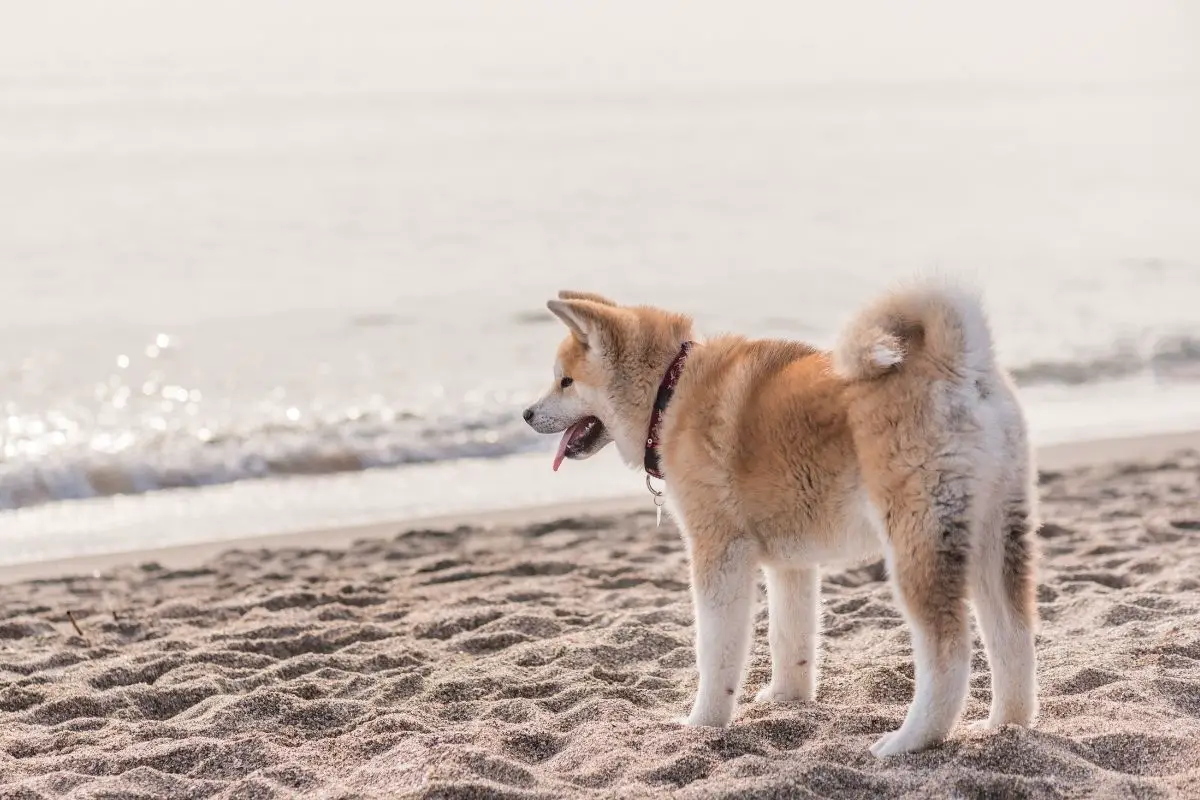 Akita Inu looking at the beach