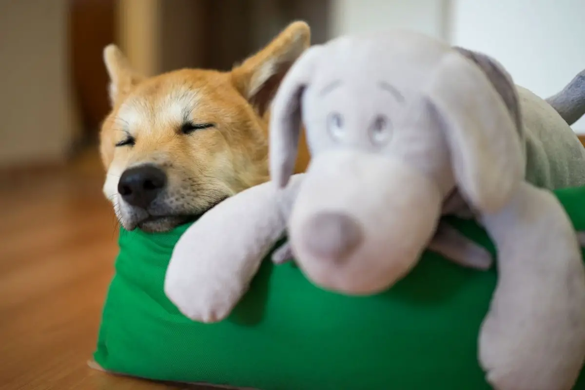 Akita Inu sleeping on its bed beside its stuffed toy