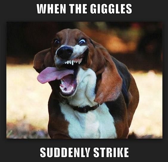 Basset Hound opening wide its mouth while sticking its tongue out and a text