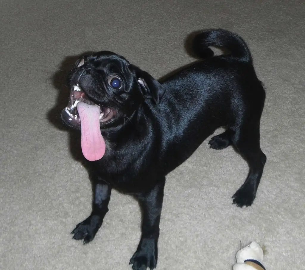 A black Pug standing on the floor with its tongue out