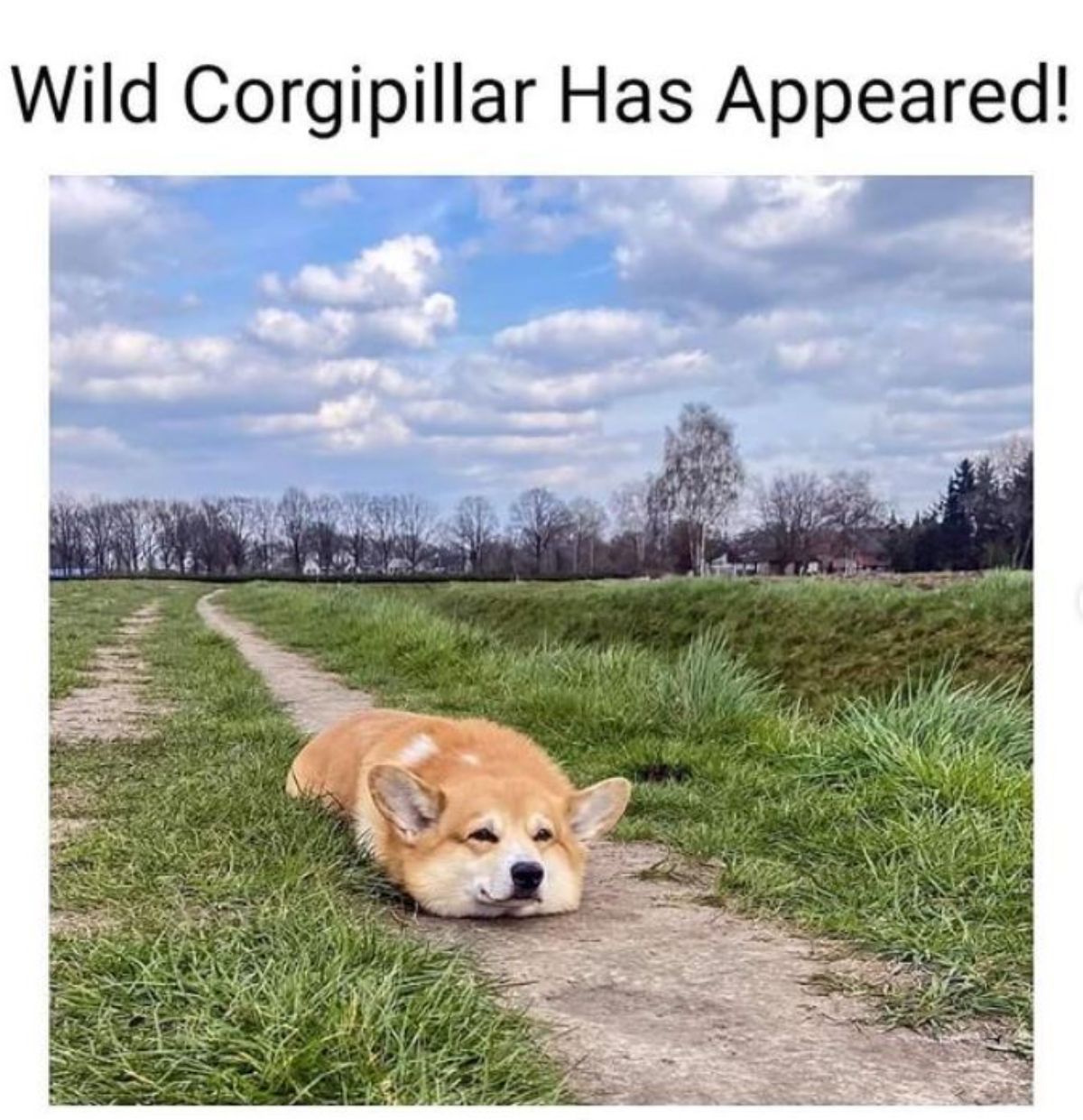 a corgi lying on the floor photo with a text "Wildcorgipillar has appeared!"