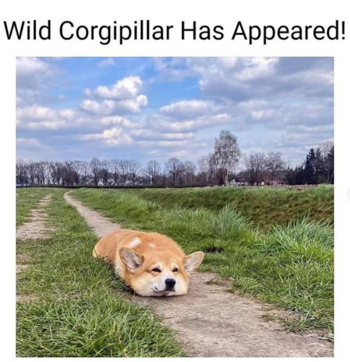 a corgi lying on the floor photo with a text "Wildcorgipillar has appeared!"