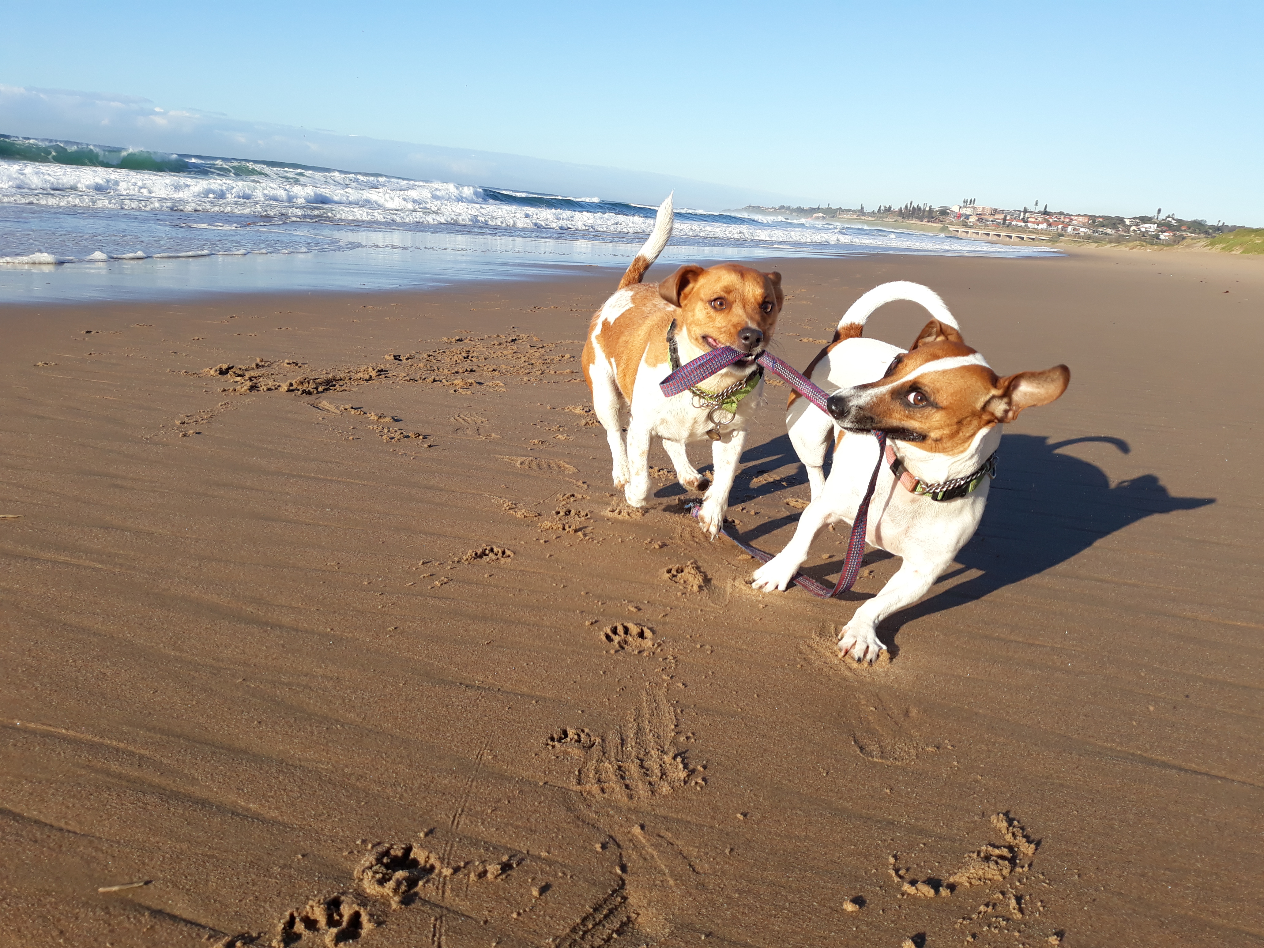 two Jack Russell Terrier playing by the seashore