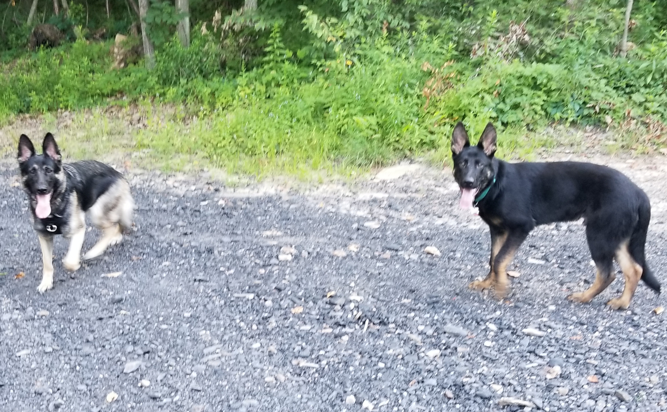 two German Shepherd Dog walking in the mountain