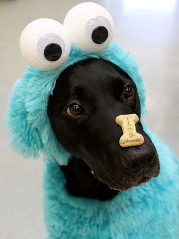 A black Labrador wearing a blue cookie monster costume