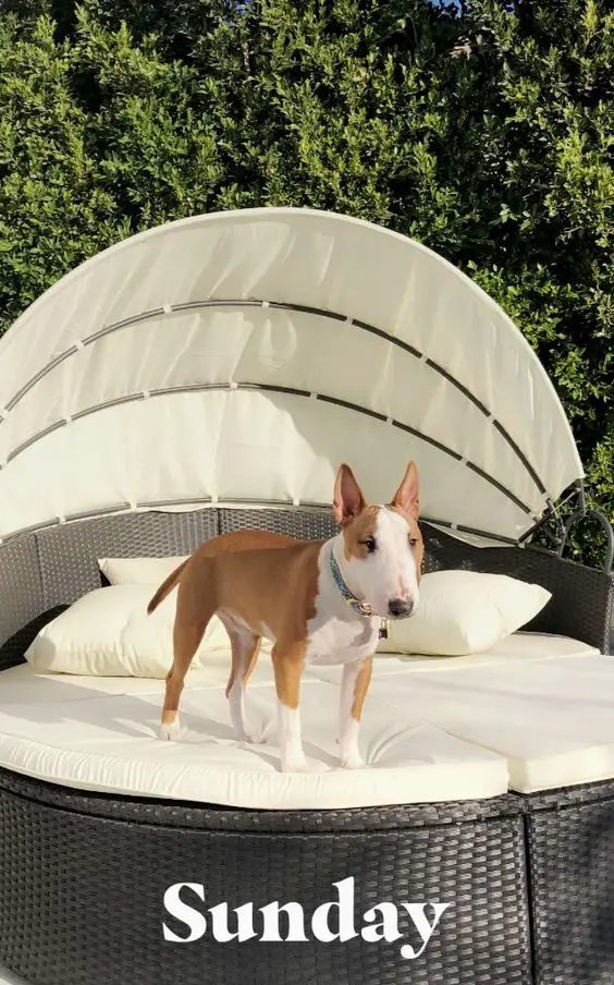 English Bull Terrier in a rattan big bed outdoors