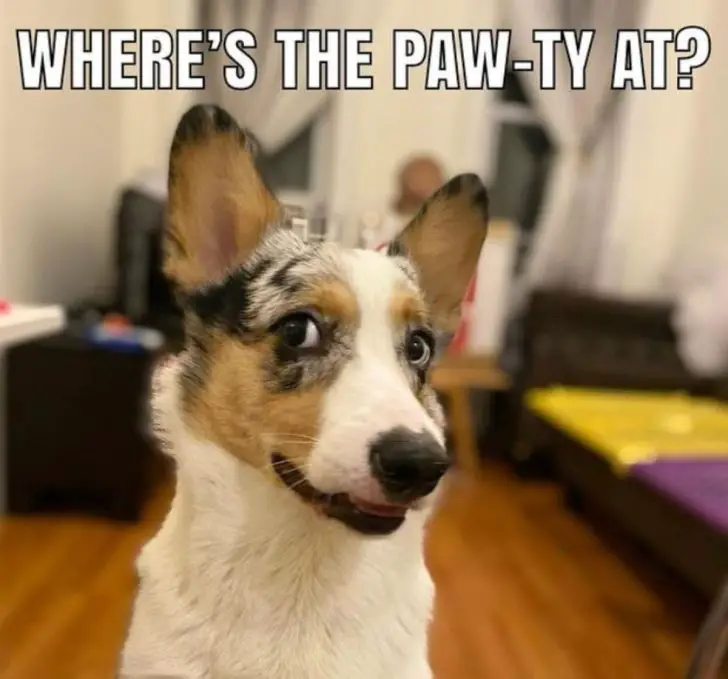 70+ Corgi Memes That Will Brighten Your Day! - The Paws