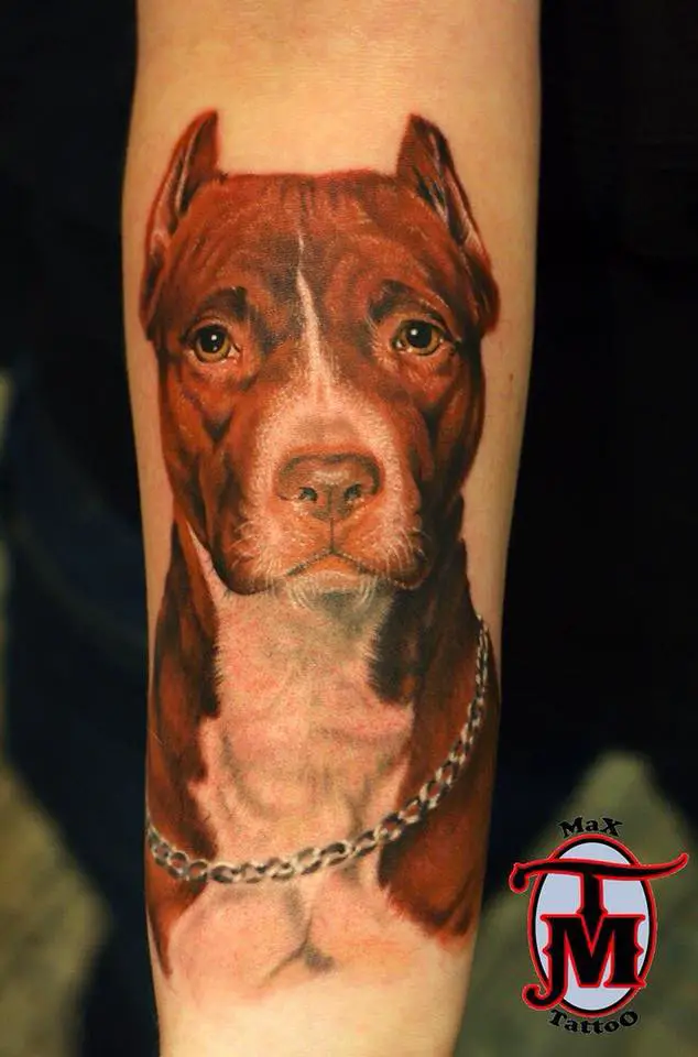 realistic begging face of a Pit Bull tattoo on the forearm