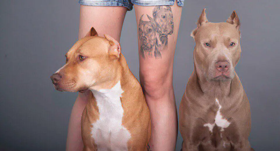 two Pit Bulls sitting on the side of the legs of a woman with the tattoo of their faces
