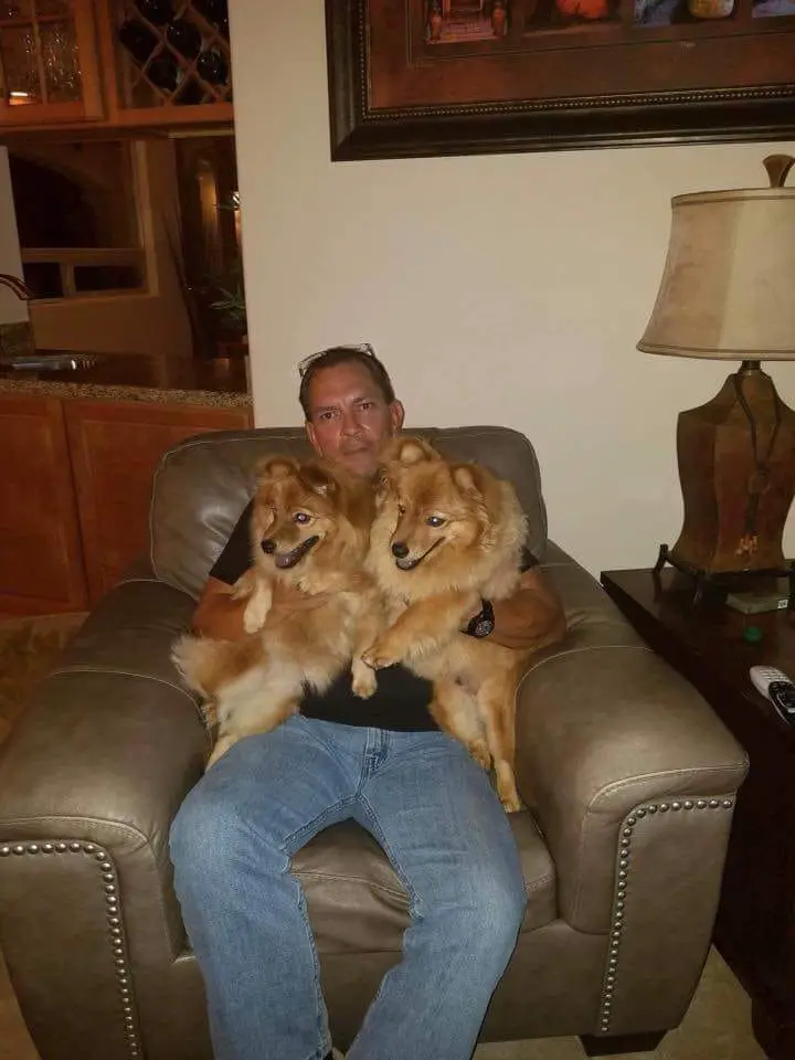 two Pom and Chow mixed dogs in the arms of the man sitting on the chair