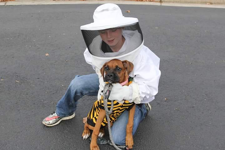 Boxer Dog wearing a bee costume while being hugged by a woman in her bee keeper outfit while kneeling on the concrete