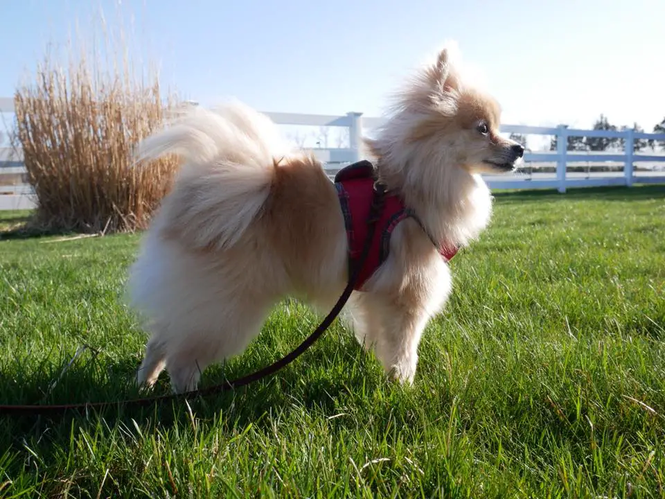 A Pomeranian Chihuahua cross dog standing in the grass at the park