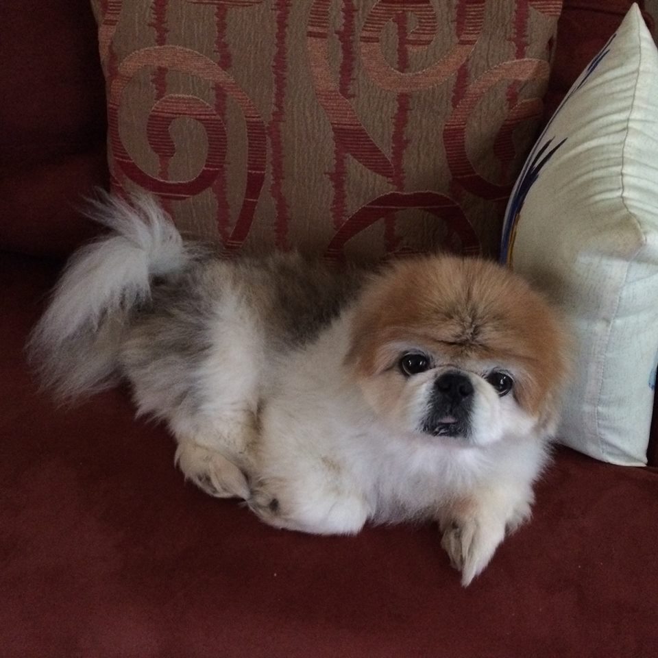 A Pekingese Shih Tzu mix lying on the chair