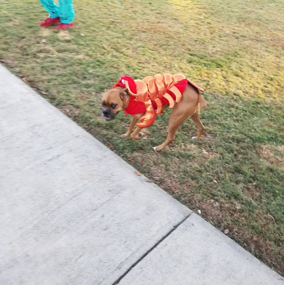 Boxer Dog walking at the park in its lobster costume