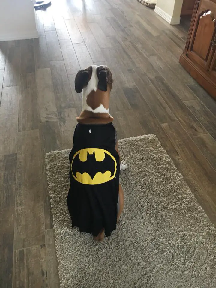 Boxer Dog sitting on the carpet while wearing a batman cape