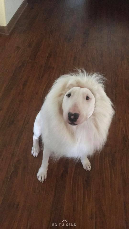 Bull Terrier in lion haircut