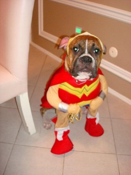Boxer Dog in its wonderwoman costume while sitting on the floor