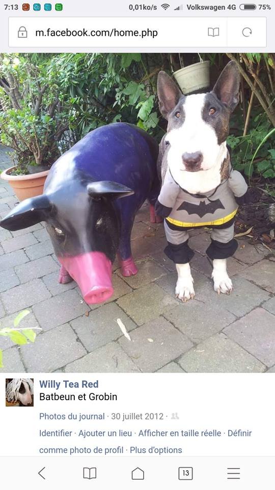 Bull Terrier in batman costume