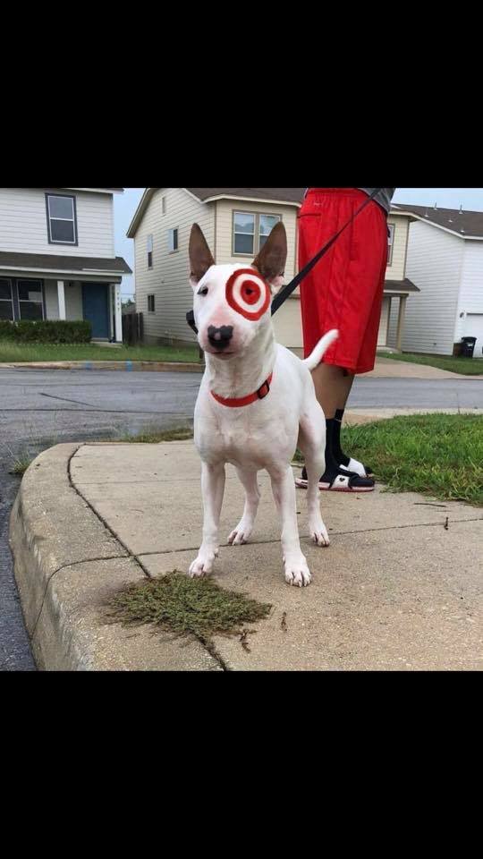 Bull Terrier with target paint on its eyes