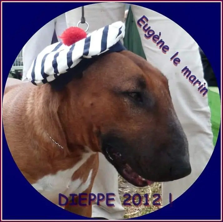 Bull Terrier with striped blue and white hat