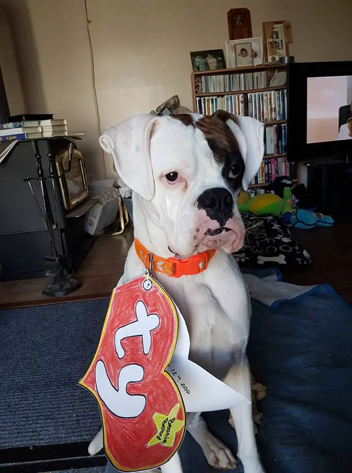 Boxer Dog sitting on the couch with a large red heart cardboard with TY initials connected to its collar