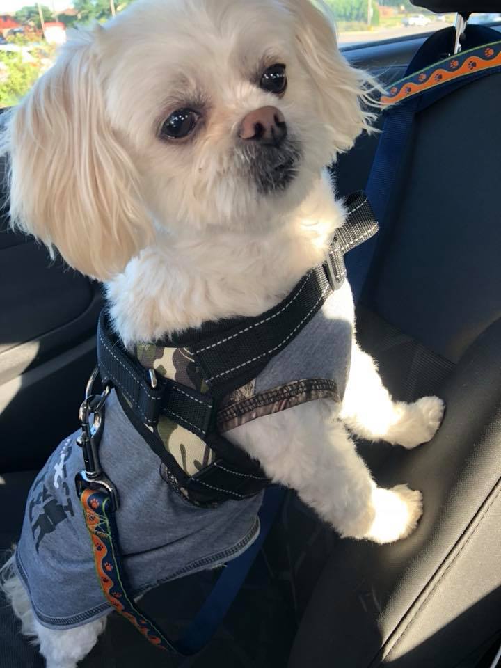 Pekingese poodle mix standing inside the car