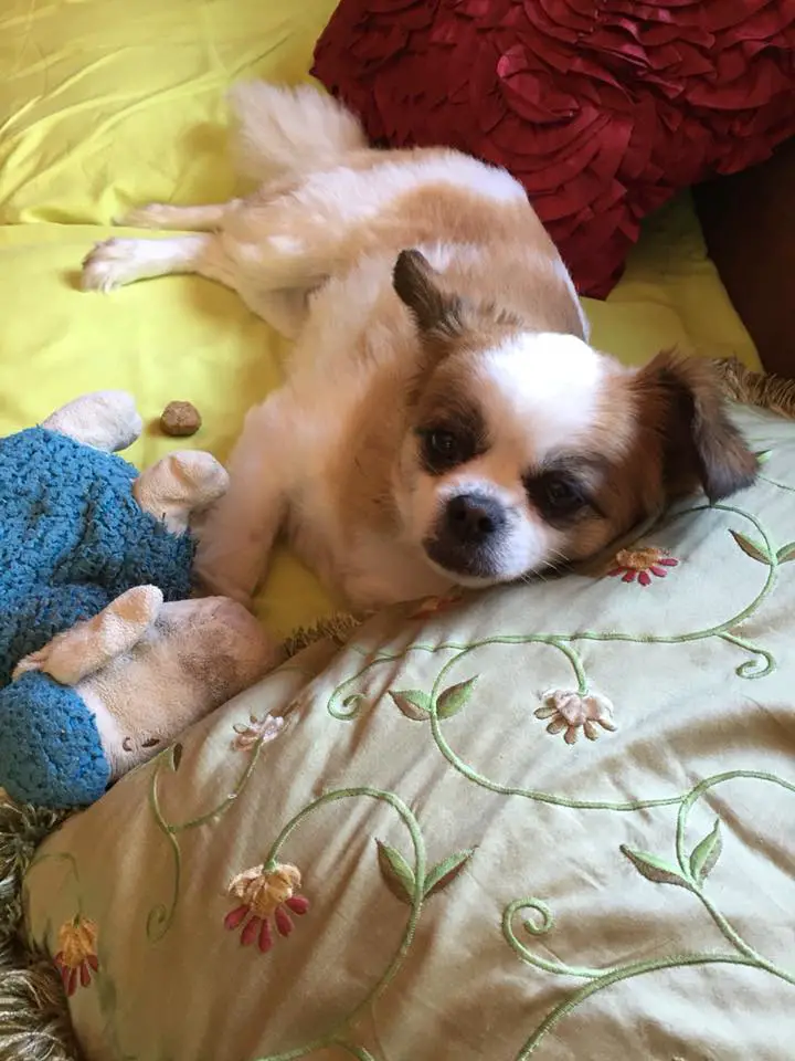 A pomeranian pekingese mix lying on its bed with its stuffed toy