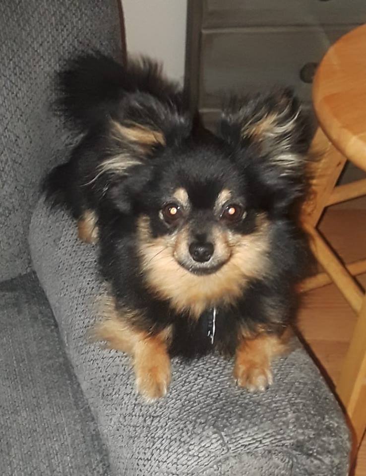 A pom, chihuahua, yorkie mixed dog lying on top of the arms of the chair