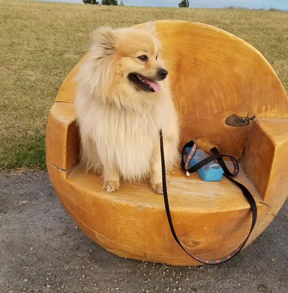 A pom boston terrier dog sitting on the aesthetic round wooden chair at the park