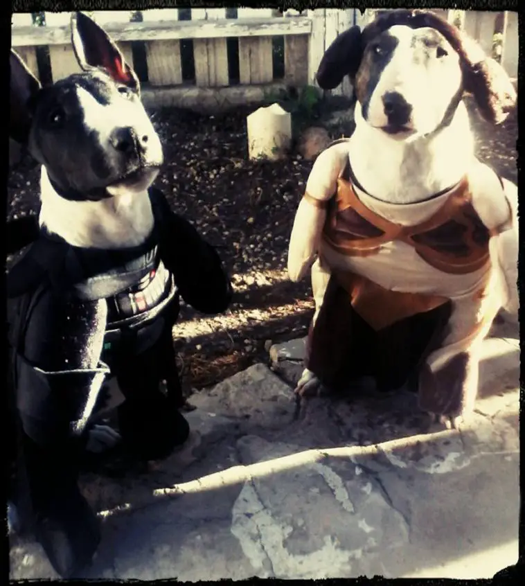 Bull Terrier in their cute costumes