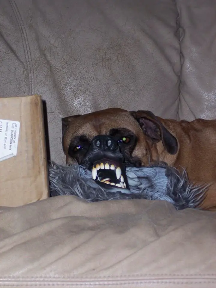 Boxer Dog wearing a scary mask while lying on the couch