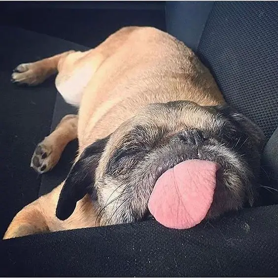 A Pug sleeping on the chair with its tongue out