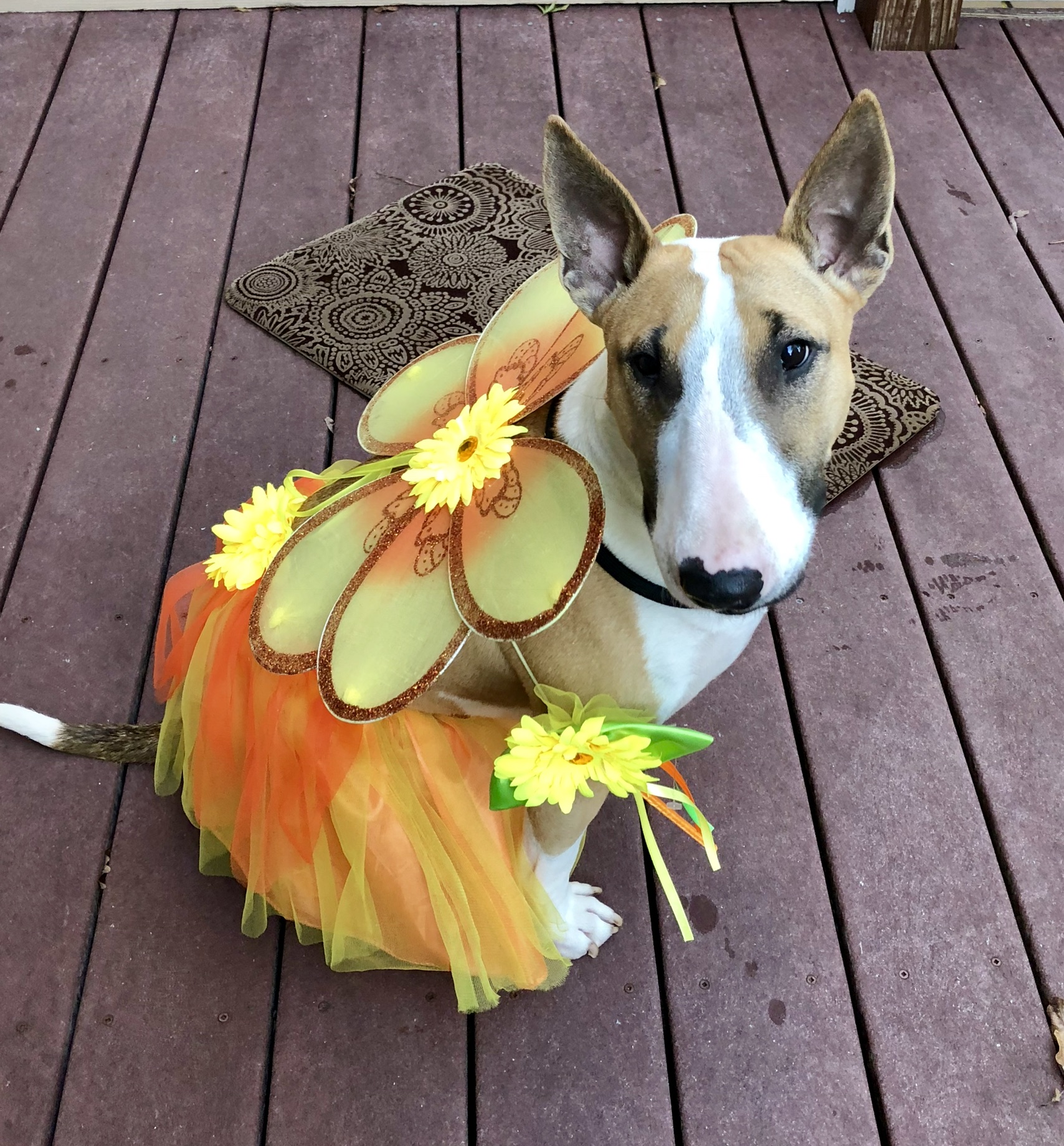 Bull Terrier in orange fairy costume
