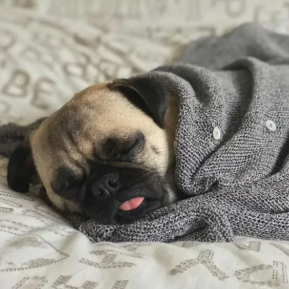 A Pug wrapped in blanket while sleeping on the bed