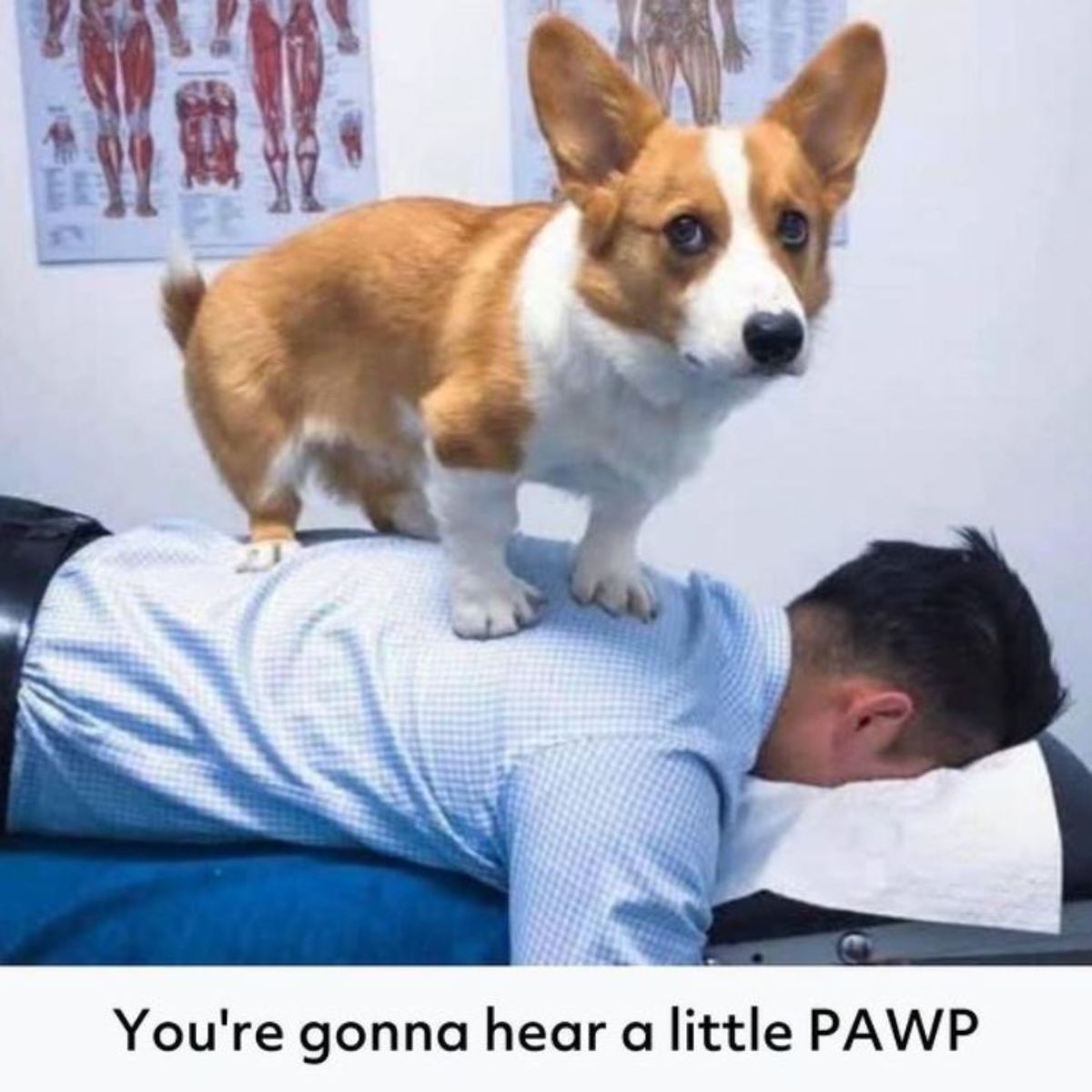 corgi standing on top of the back of the man with a text "You gonna hear a little pawp!"
