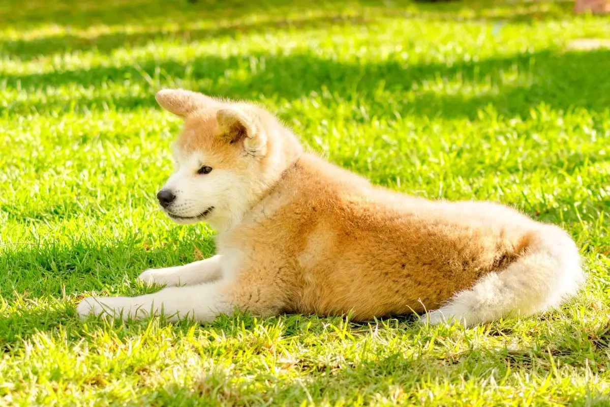 akita inu dog lying on the green grass