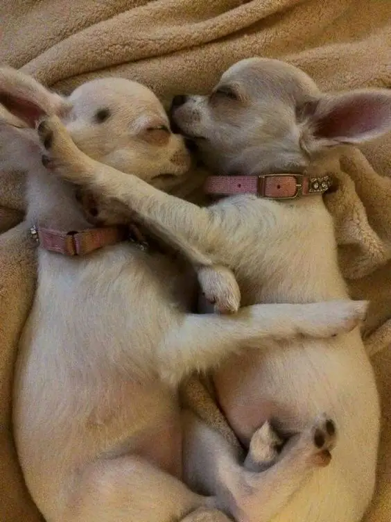 two Chihuahuas sleeping on their bed while facing each other