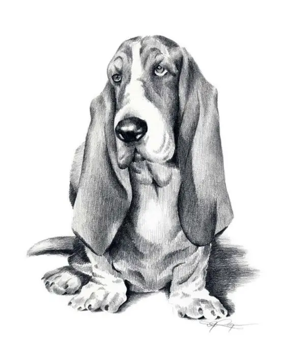 drawing of 3D Basset Hound