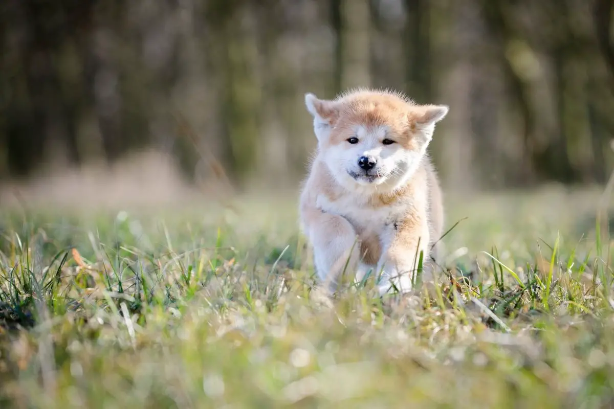 Akita Inu puppy running in the forest