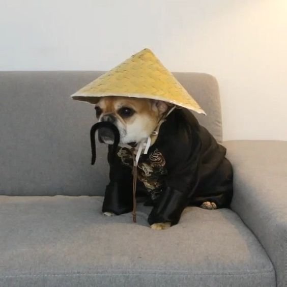 English Bulldog in a fisherman's hat and black outfit