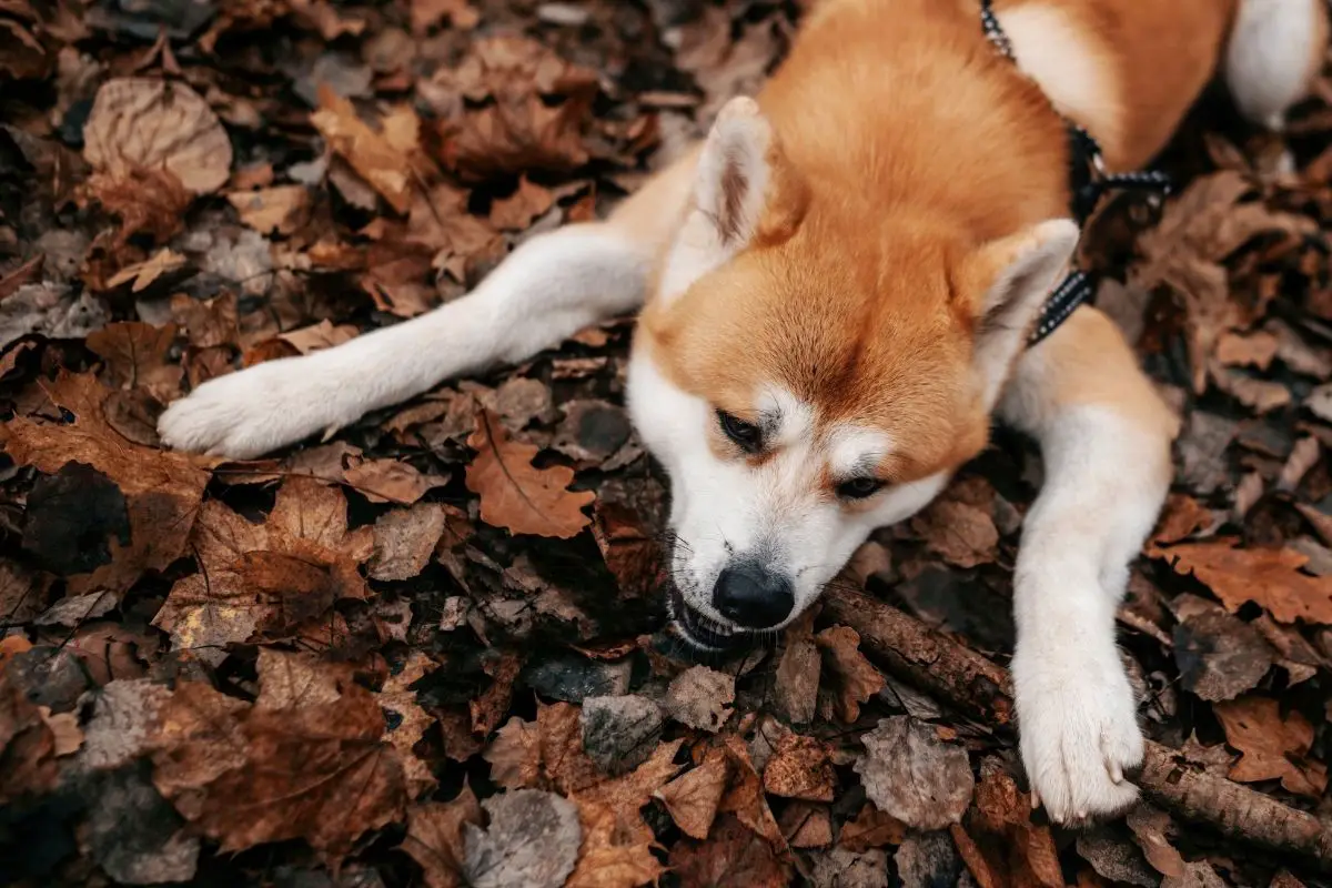 Akita Inu lying down on dried leaves