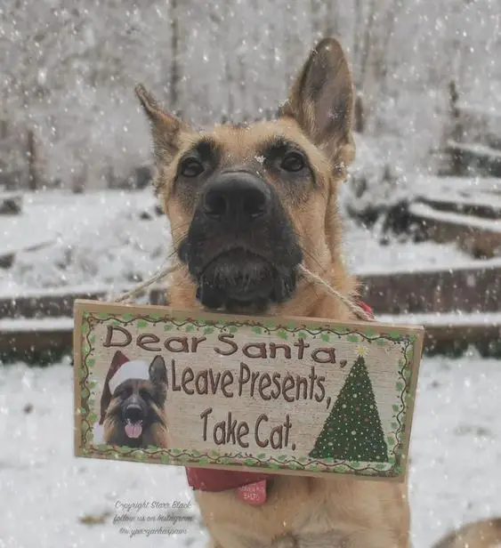German Shepherd with a message in a wood hanging on its mouth that says 