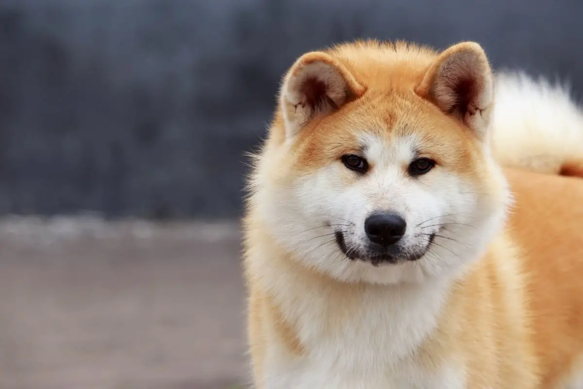 smiling Akita Inu dog