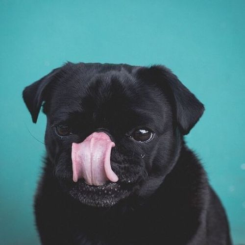 A black Pug licking its nose