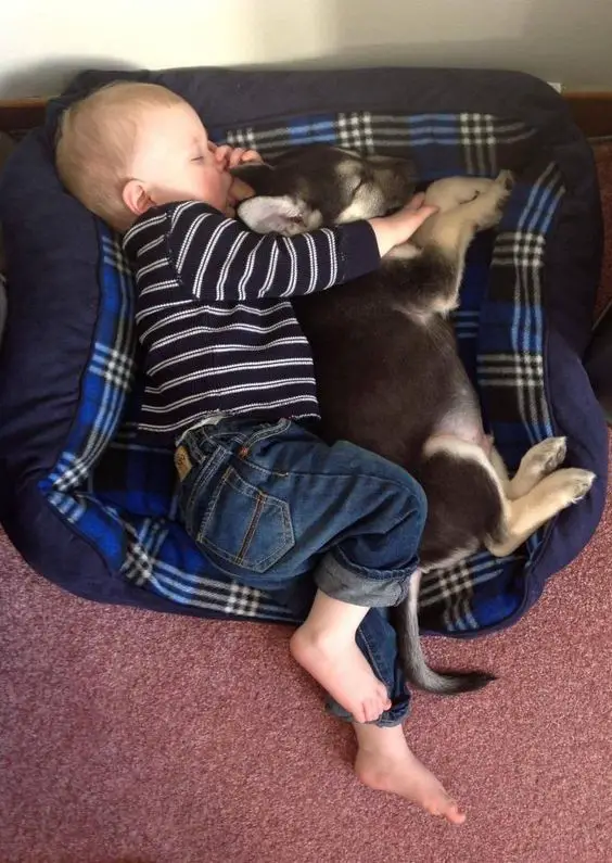 German shepherd sleeping with a kid 